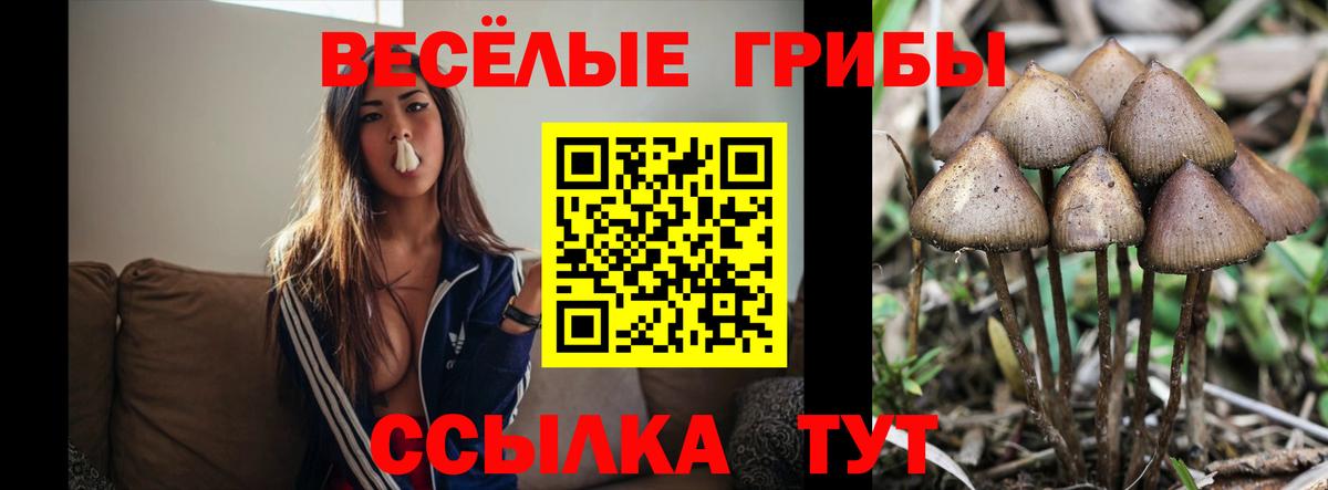 Галлюциногенные грибы Cubensis  Галлюциногенные грибы ЛСД  Вход с VPN  Братск 